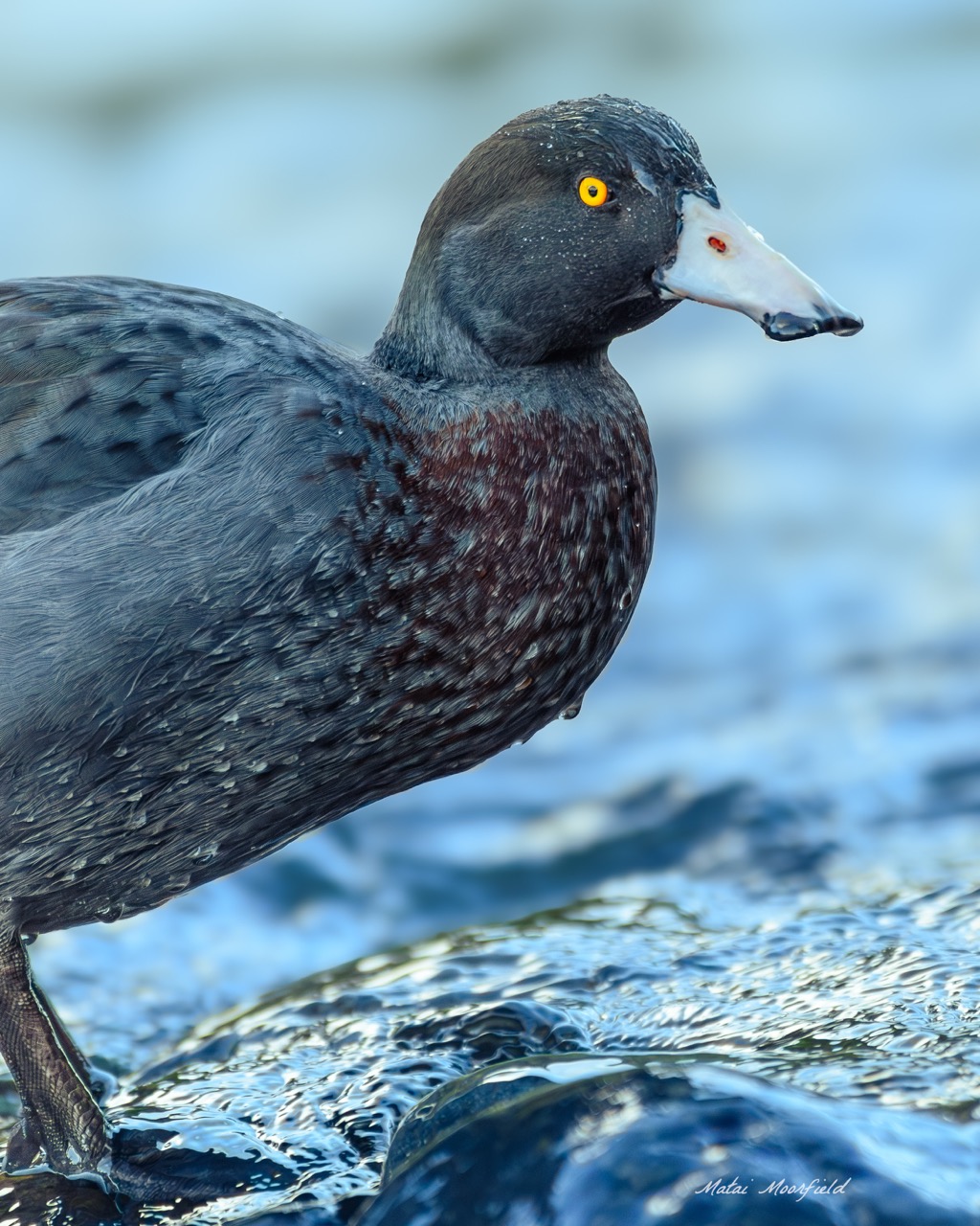 Native and endangered Blue Duck/Whio in river rapids - New Zealand Wildlife Bird Photo
